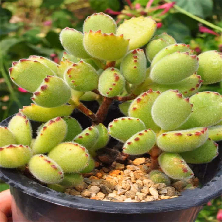 Cotyledon Tomentosa
