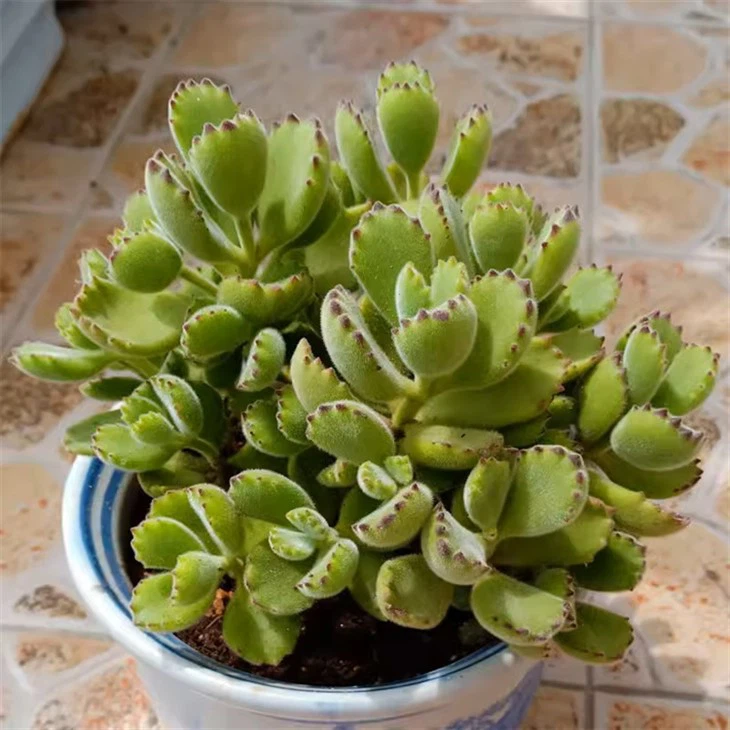 Cotyledon Tomentosa