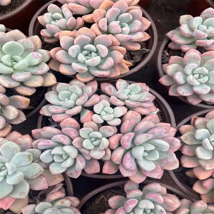 Graptopetalum Spotted Deer