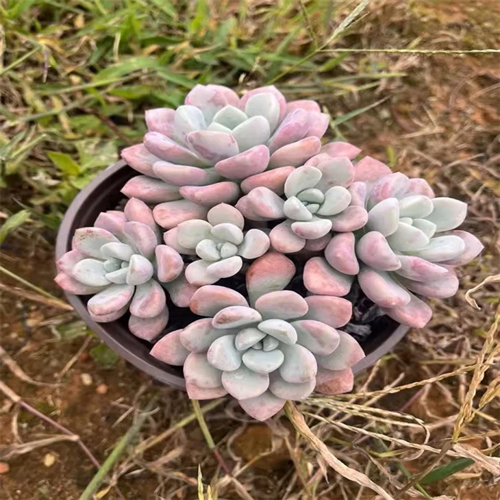 Graptopetalum Spotted Deer
