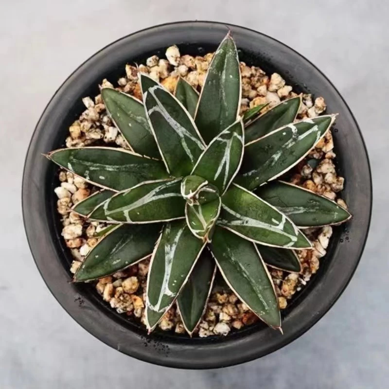 Agave Victoriae-reginae T