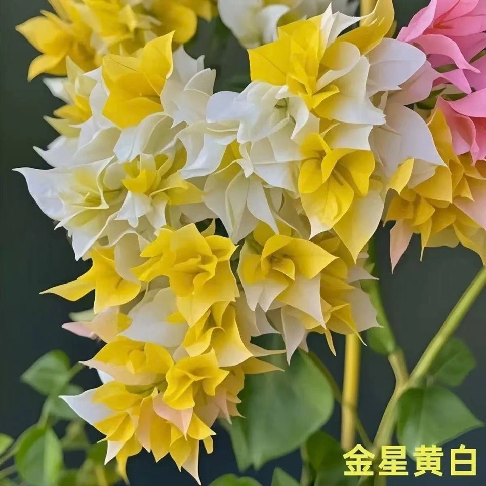 Bougainvillea suppliers