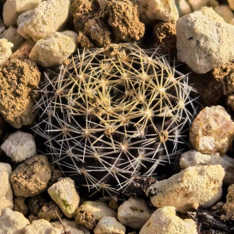 Copiapoa Tenuissima suppliers