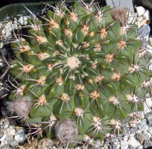 Echinopsis Cinnabarina factory