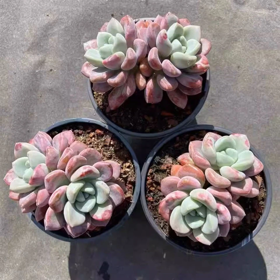 Graptopetalum Spotted Deer