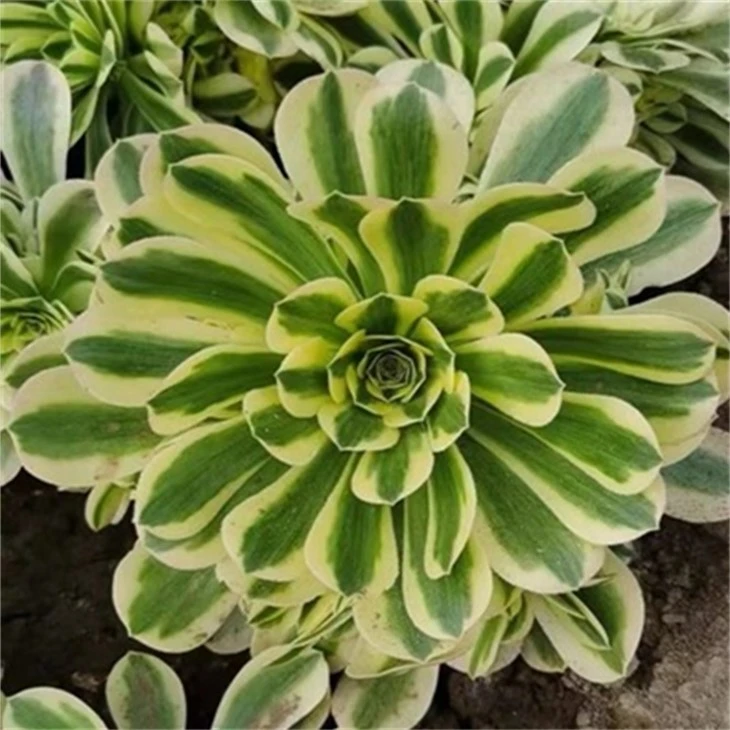 Aeonium Maybach