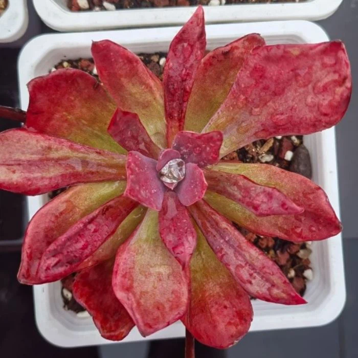 Echeveria Diamond Variegated