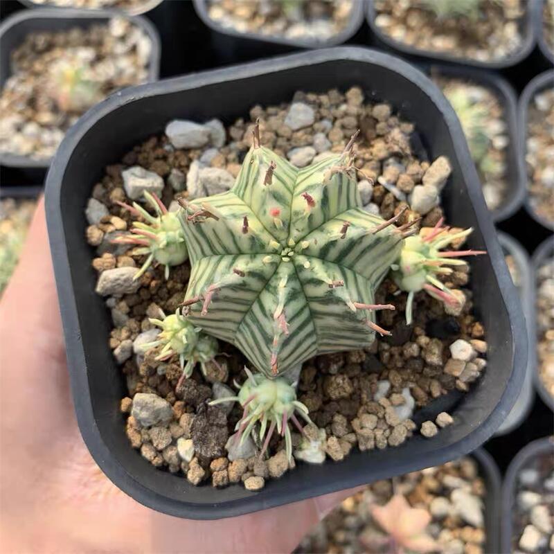 2 2