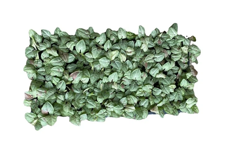 8782055974975c139b067afb3db4769